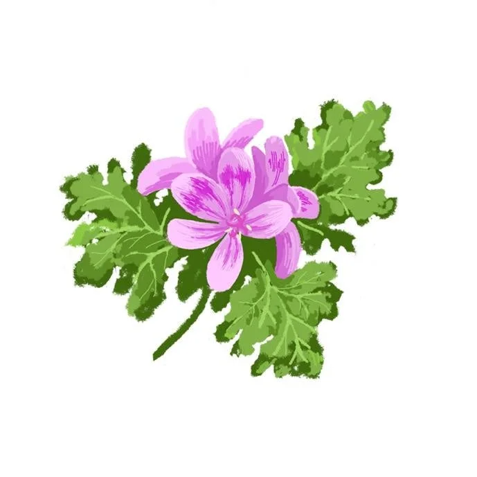 シダーウッド・アトラス