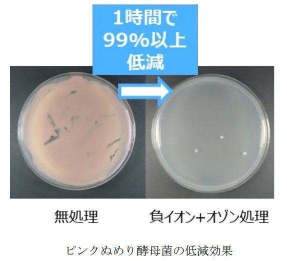 ピンクぬめり酵母菌の低減効果