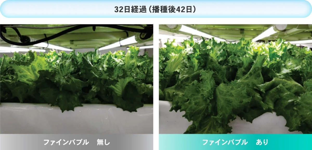 水耕栽培で育てられたレタスの成長比較画像です。